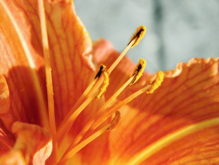Yellow Orange Alstroemeria Lily 