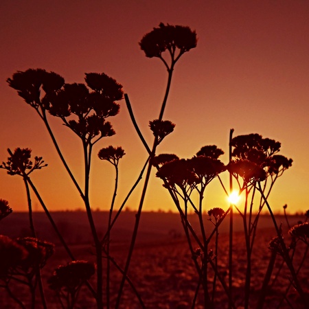 flowers silhouette at sunsetの写真素材