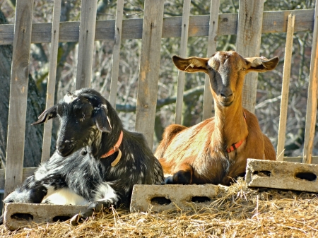 Two goats at farmの写真素材