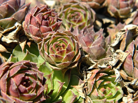 A group of sempervivums  houseleeks の写真素材