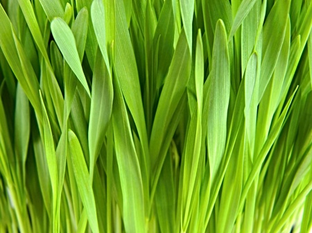 grass texture 