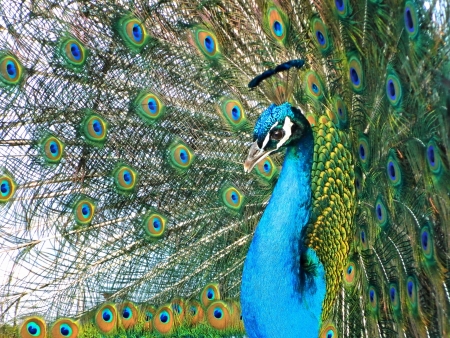 Portrait of peacock with feathers outの写真素材
