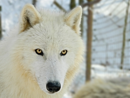 White wolfの写真素材