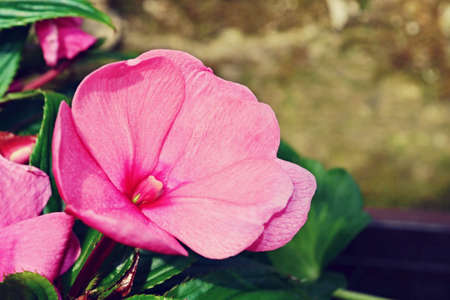 beautiful pink flowers in the garden の写真素材