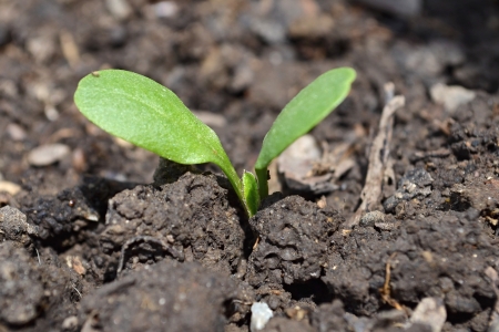 sprouting plant in soil の写真素材