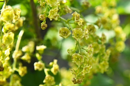 Red currant flowers の写真素材