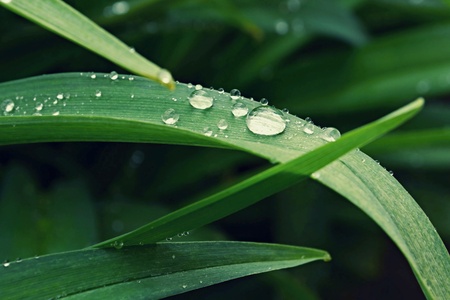 Water droplets sitting on a green leaf