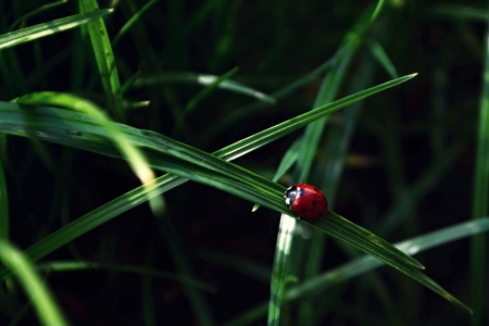 ladybug on grass の写真素材