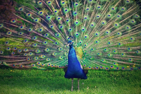 Portrait of peacock with feathers out の写真素材