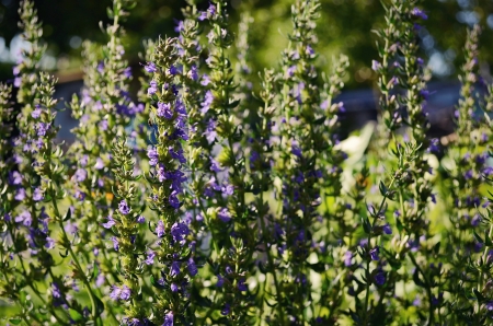 spring rosemary flowering branches in full bloomの写真素材