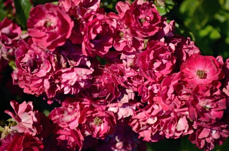 red miniature rose flowerの写真素材