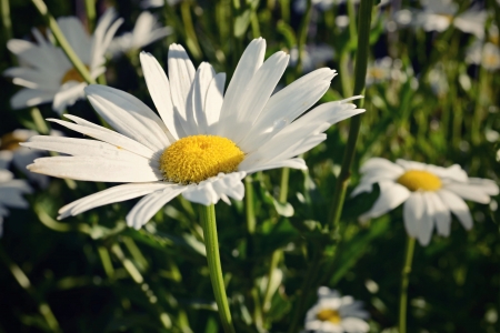 white daisiesの写真素材