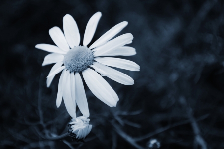 white daisiesの写真素材