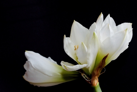 White flower on black backgroundの写真素材