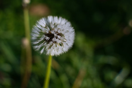 Beautiful dandelion bud dew flowers nature