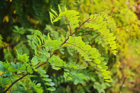 Green leaves of a tree illuminated by the setting sunの写真素材