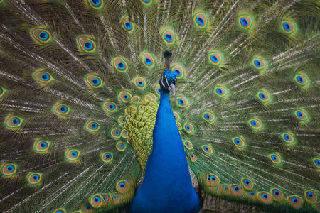 Peacock with feathers out. Portrait of a peacock