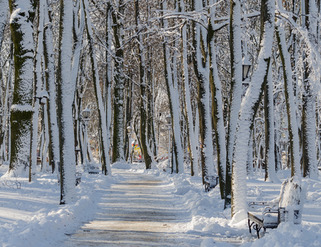 Alley trail in the distance between trees in a snow-covered park in sunny weatherの写真素材