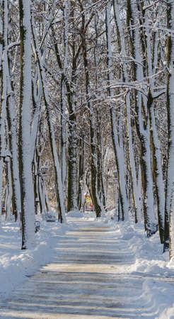 Alley trail in the distance between trees in a snow-covered park in sunny weatherの写真素材