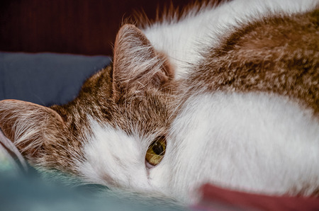 Portrait of a cat. The cat watches the photographer warilyの写真素材