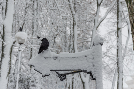 The crow sits on the direction indicators on the background of trees in the snow-covered park in winterの写真素材