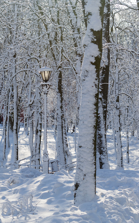 Sunny weather in winter park against the blue skyの写真素材
