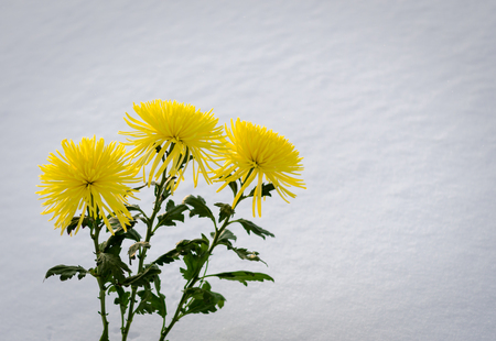 Three yellow chrysanthemums against white snow backgroundの写真素材