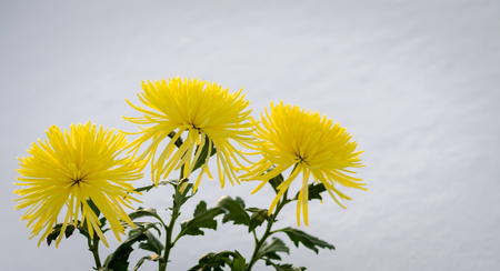 Three yellow chrysanthemums against white snow backgroundの写真素材