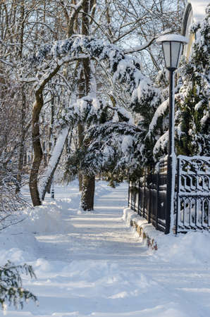 Sunny weather in winter park against the blue skyの写真素材