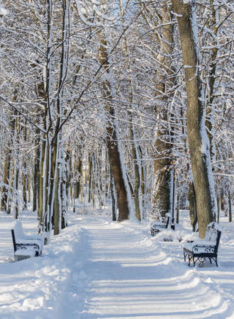 Alley trail in the distance between trees in a snow-covered park in sunny weatherの写真素材