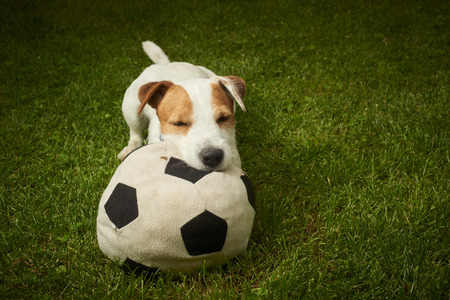 Parson Jack Russell Terrier dog playing with His Ballの写真素材