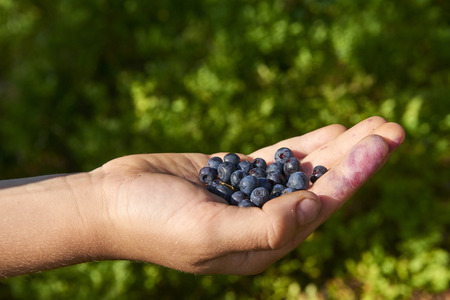 Handful of blueberriesの写真素材