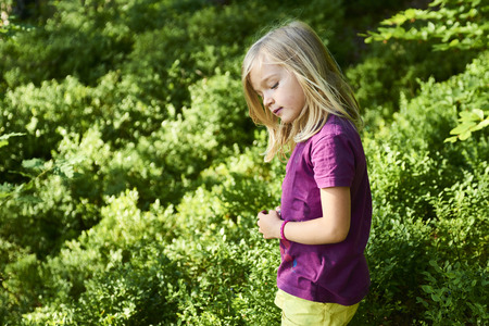 Child blond little girl picking fresh berries on blueberry field in forest.の写真素材