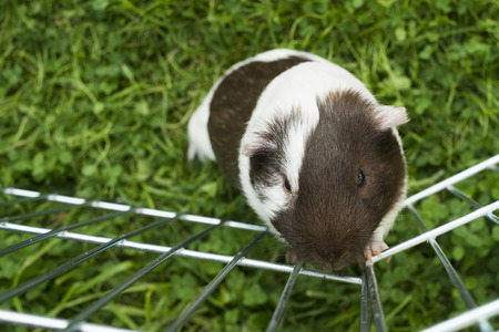 Guinea pig trying to escape from the paddock outside in the garden. Guinea pig (Cavia porcellus) is a popular household pet.の写真素材