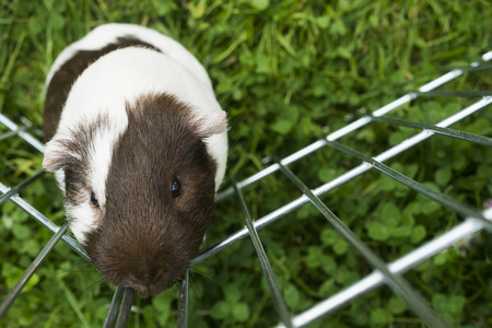 Guinea pig trying to escape from the paddock outside in the garden. Guinea pig (Cavia porcellus) is a popular household pet.の写真素材