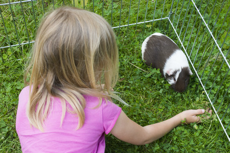 Girl Child inside the paddock relaxing and playing with her guinea pigs outside on green grass lawn in the garden.の写真素材