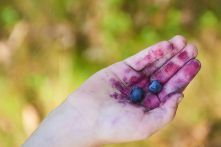 Handful of blueberriesの写真素材