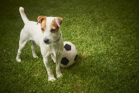 Jack Russell Terrier dog playing with toy Ballの写真素材
