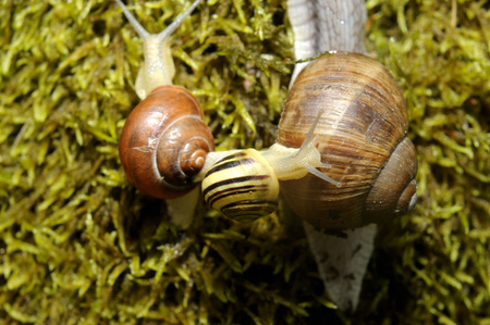 Three Snails crawling on the moss in forestの写真素材