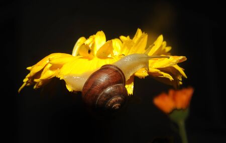 Snail close up on Flower moving alongの写真素材
