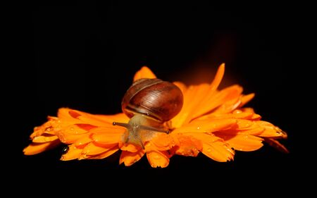 Snail close up on Flower moving alongの写真素材