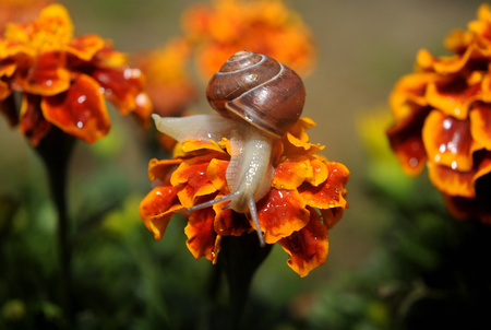 Snail close up on Flower moving alongの写真素材