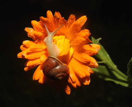 Snail close up on Flower moving alongの写真素材
