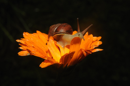 Snail close up on Flower moving alongの写真素材