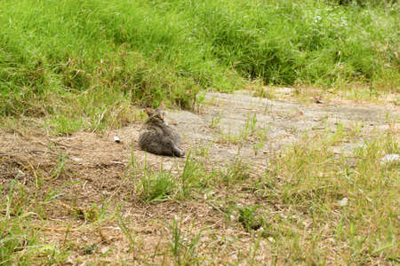 cat at the park wildの写真素材