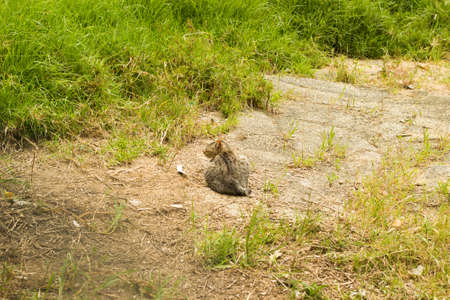 cat at the park wildの写真素材