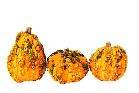 Decoration with three pumpkin on isolated backgroundの写真素材