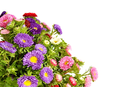 Beautiful aster flower, right you can write some textの写真素材