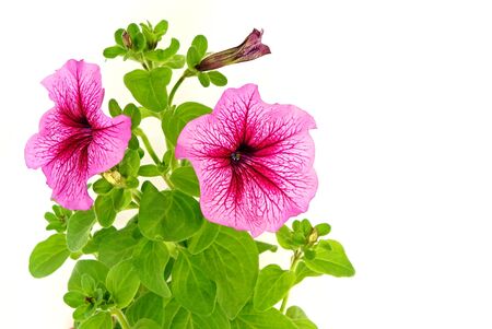 Beautiful pink petunia close up on white backgroundの写真素材