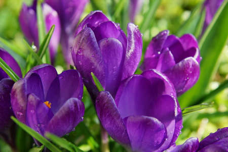 Wild crocus on a spring meadow